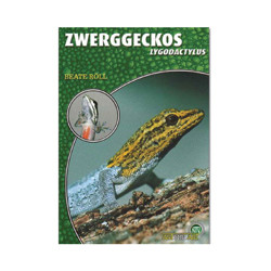 Zwerggecko