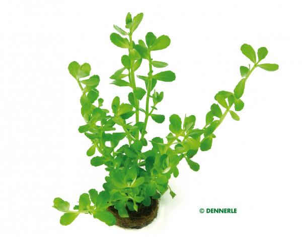 Bacopa monnieri