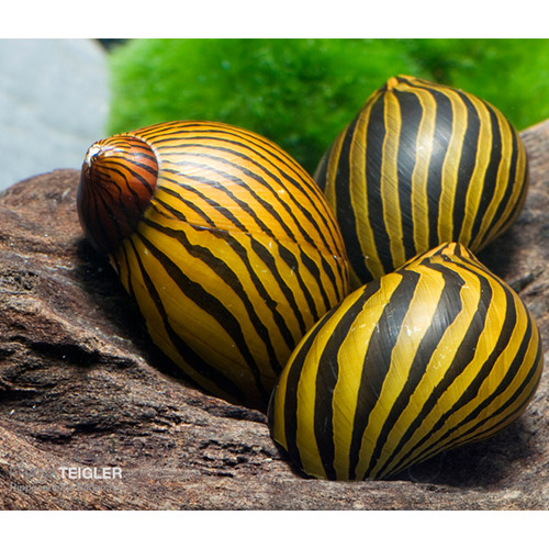 Zebrarennschnecke