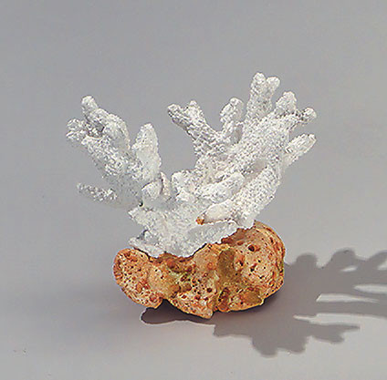Finger Coral/Stone II - Weiß