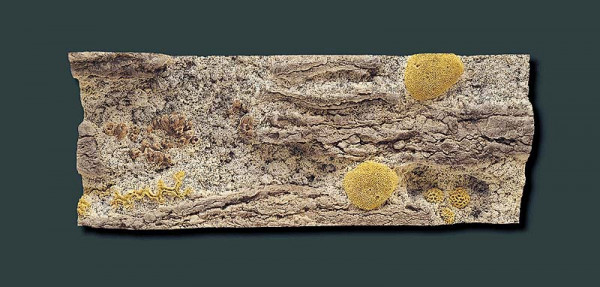 Red Sea 130 x 50