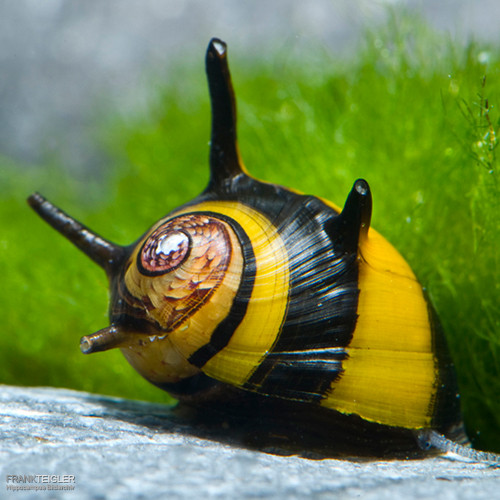 Zweifarbige Geweihschnecke