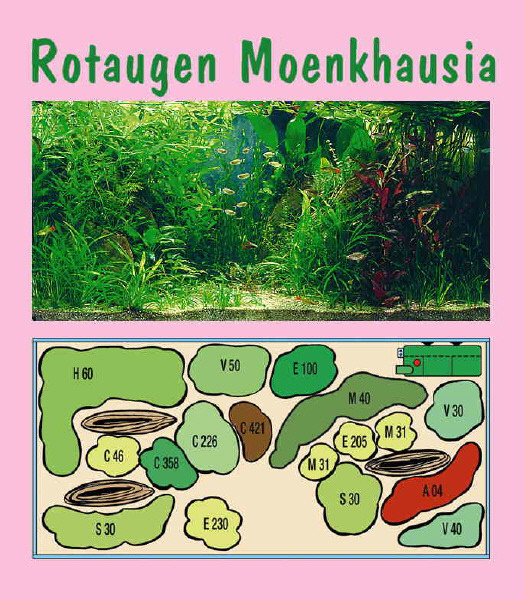 UW Rotaugen Monkhausia