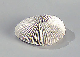 Stein Coral - Weiß