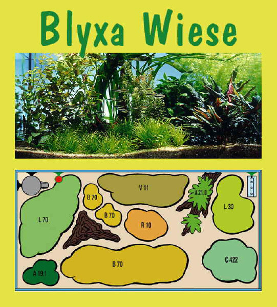 UW Blyxa Wiese