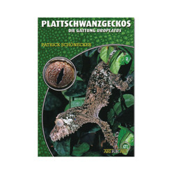 Plattschwanzgeckos