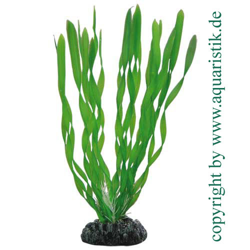 Vallisneria