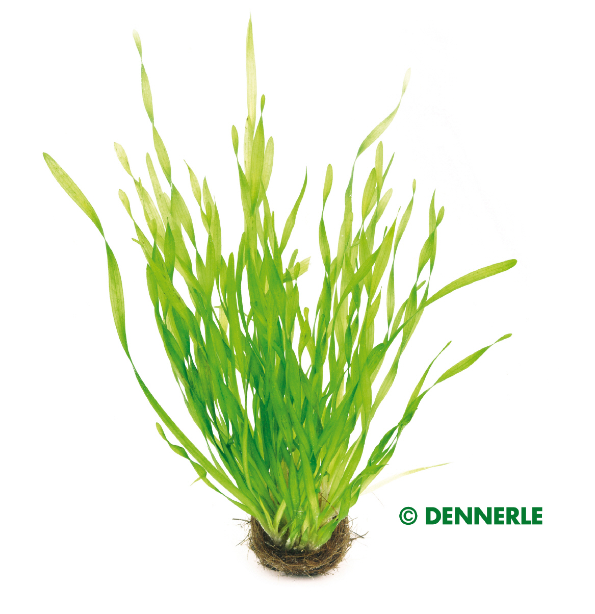 Vallisneria tortifolia | Aquaristik.de  Ihr Onlineshop fr Aquaristik