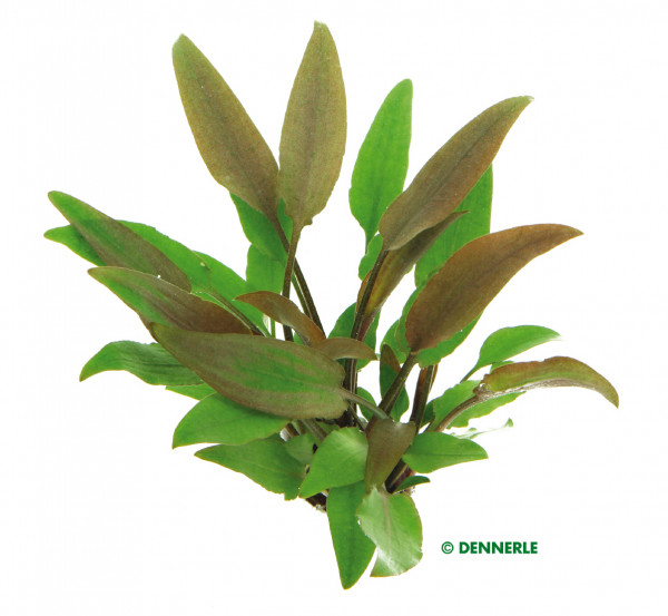 Cryptocoryne lutea