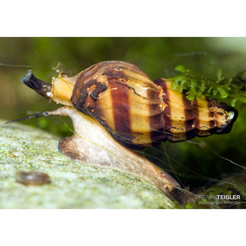 Raubturmdeckelschnecke