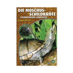 Die Moschussschildkröte