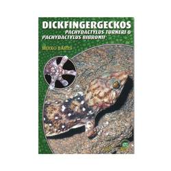 Dickfingergeckos