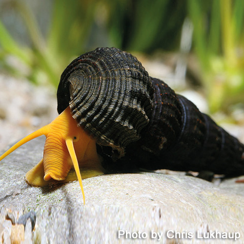 Goldene Turmdeckelschnecke - Tylomelania sp. Orange