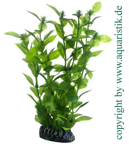 Hygrophila