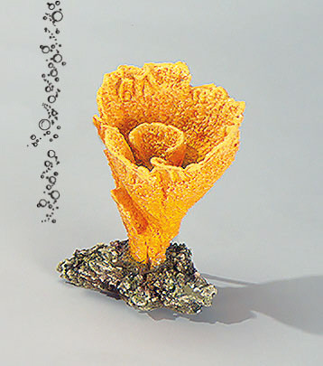 Flower Coral gelb