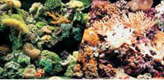 Riff + Korallen, 60er