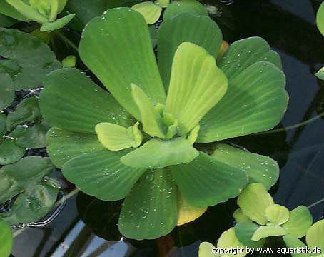 Pistia stratiotes