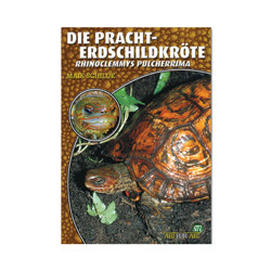 Die Pracht Erdschildkröte