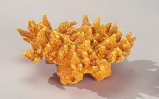 Mustard Coral