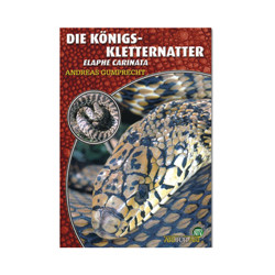 Die Königskletternatter