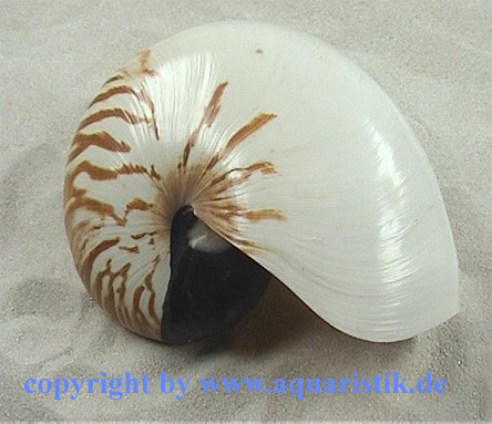 Nautilus Pompilius