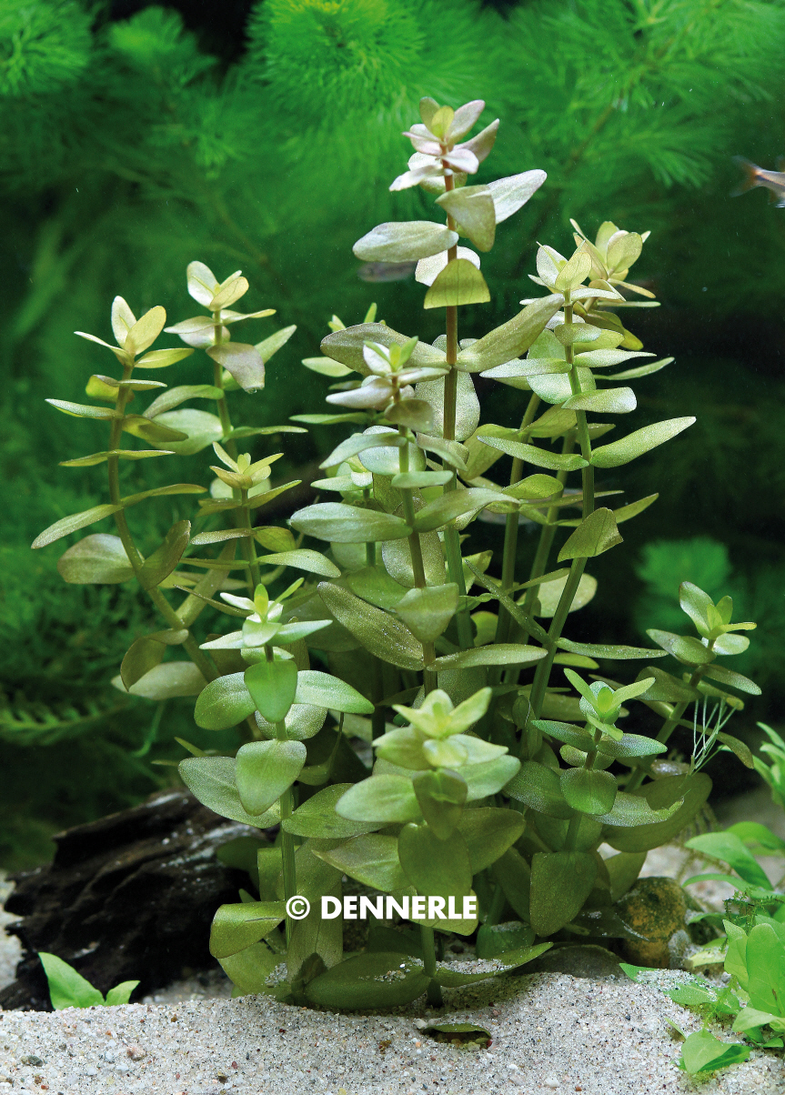 Bacopa caroliniana Aquaristik.de Ihr für Aquaristik