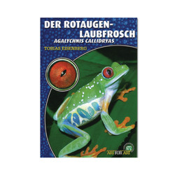 Der Rotaugenlaubfrosch