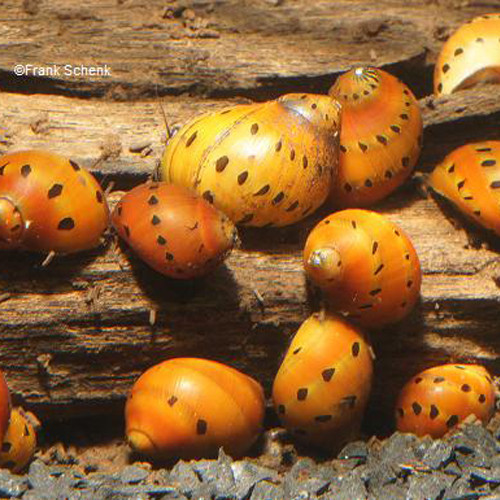 Rennschnecke - Orange Track