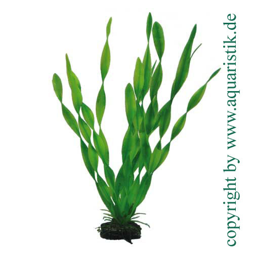 Vallisneria