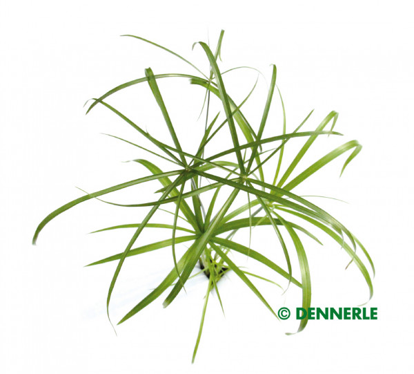 Cyperus alternifolius