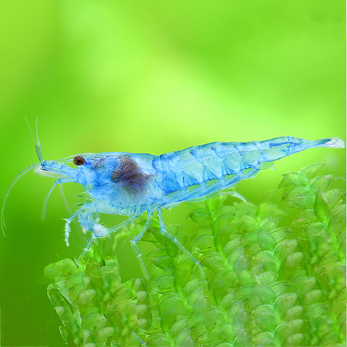 Blue Jelly Garnele