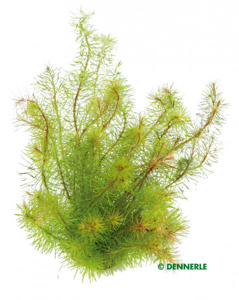 Rotala spec.Enie