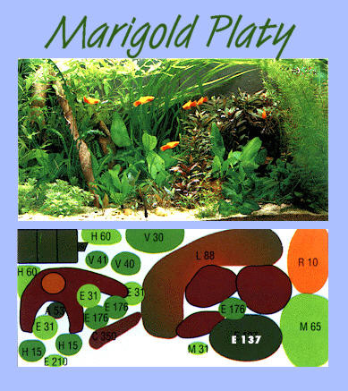 UW Marigold-Platy