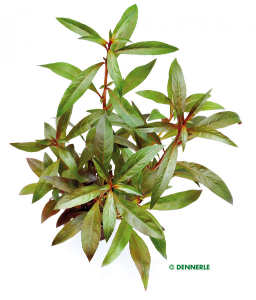 Ludwigia glandulosa