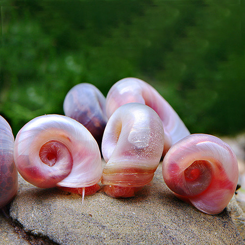 Posthornschnecken (PHS) Rosa bis Rot, 10 Stück, Top Zuchtqualit