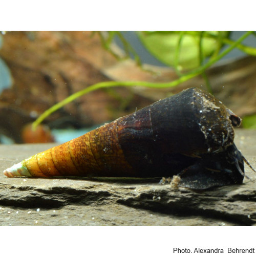 Cappuccino Turmdeckelschnecke