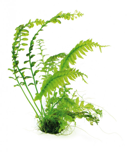 Asplenium cf.normale