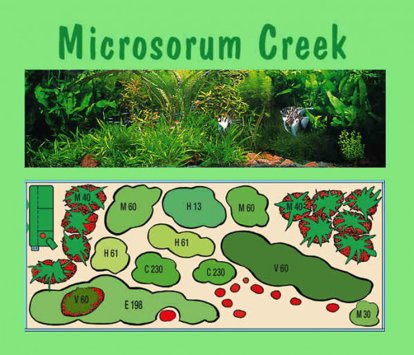 UW Microsorum Creek