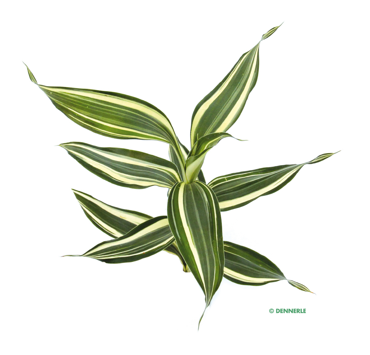 Dracenae sanderiana | Aquaristik.de  Ihr Onlineshop fr Aquaristik