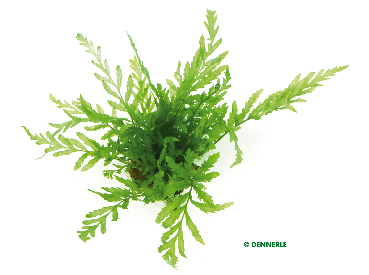 Bolbitis heudelotii Aquaristik.de Ihr für Aquaristik