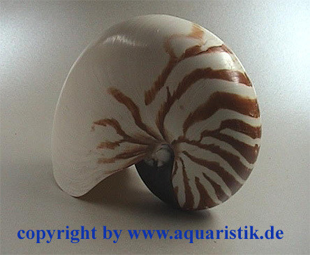 Nautilus Pompilius