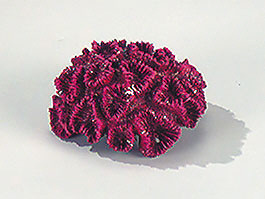 Rose Coral - Weiß