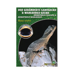 Der gebänderte Samtgecko & Wahlbergs Gecko