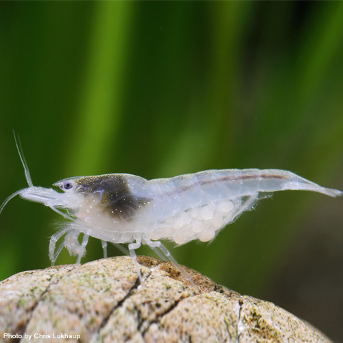 White Pearl Garnele / Weißperlengarnele