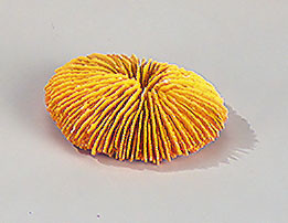 Stein Coral - Gelb
