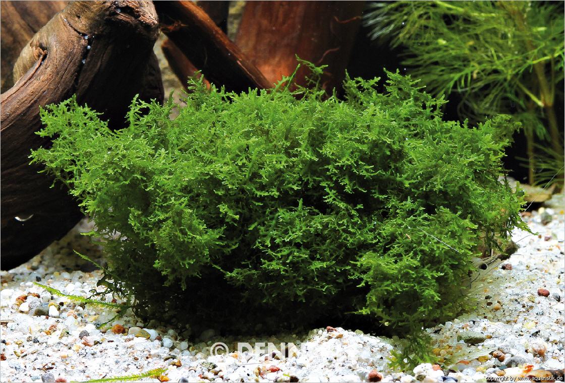 Riccardia chamedryfolia